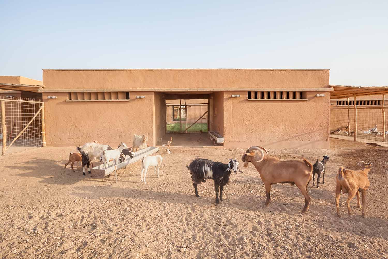 Goats in front o the animal therapy centre in Kurdistan